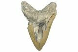 Serrated, Fossil Megalodon Tooth - North Carolina #347040-2